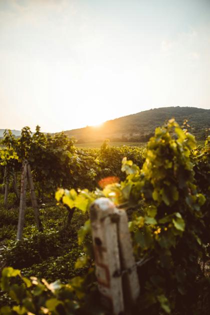 Vigna_Cilentana_Cilento_Salerno_Campania_Italia