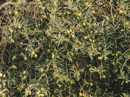 Olio_Cilento