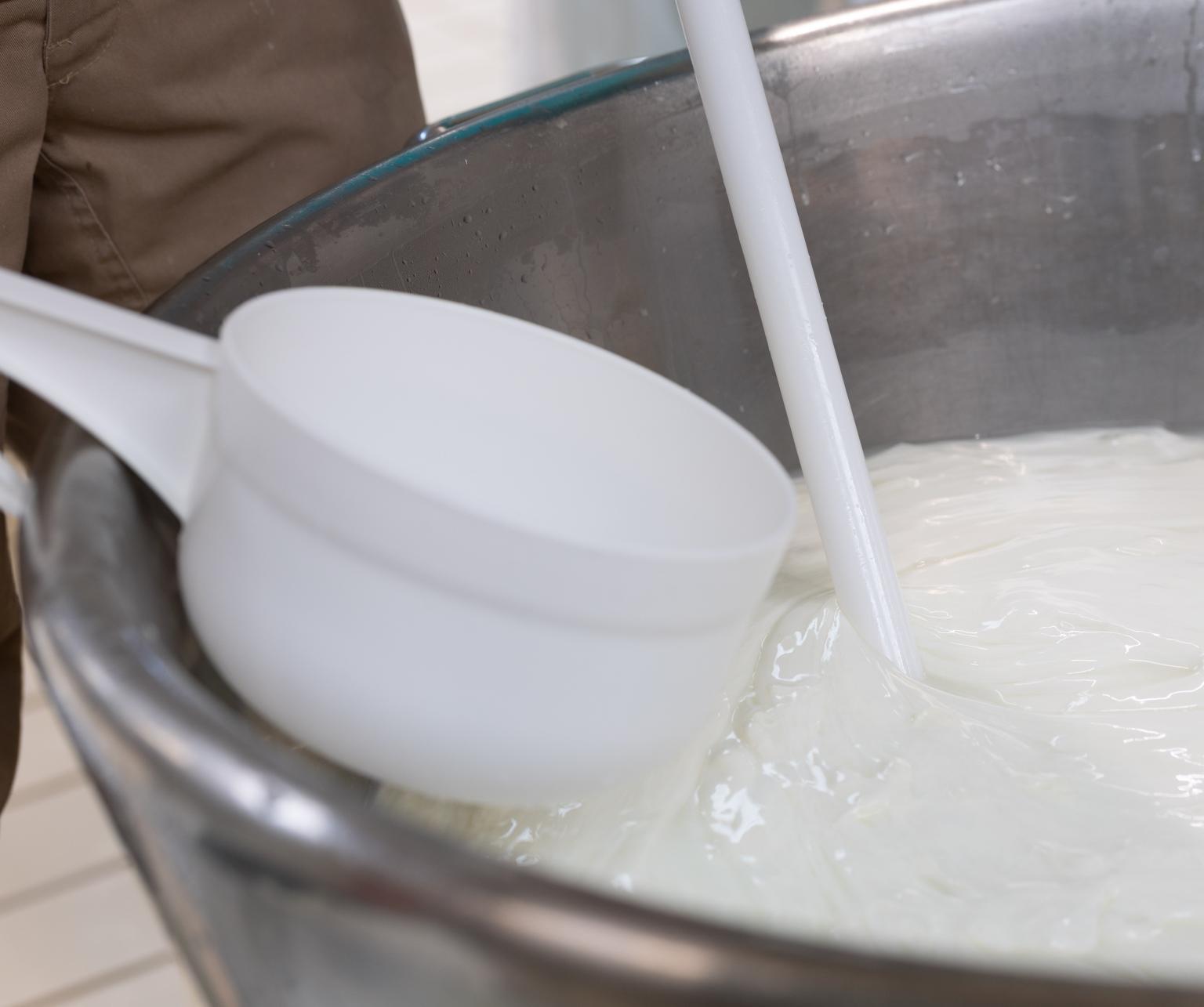 Paestum_Lavorazione_del_latte
