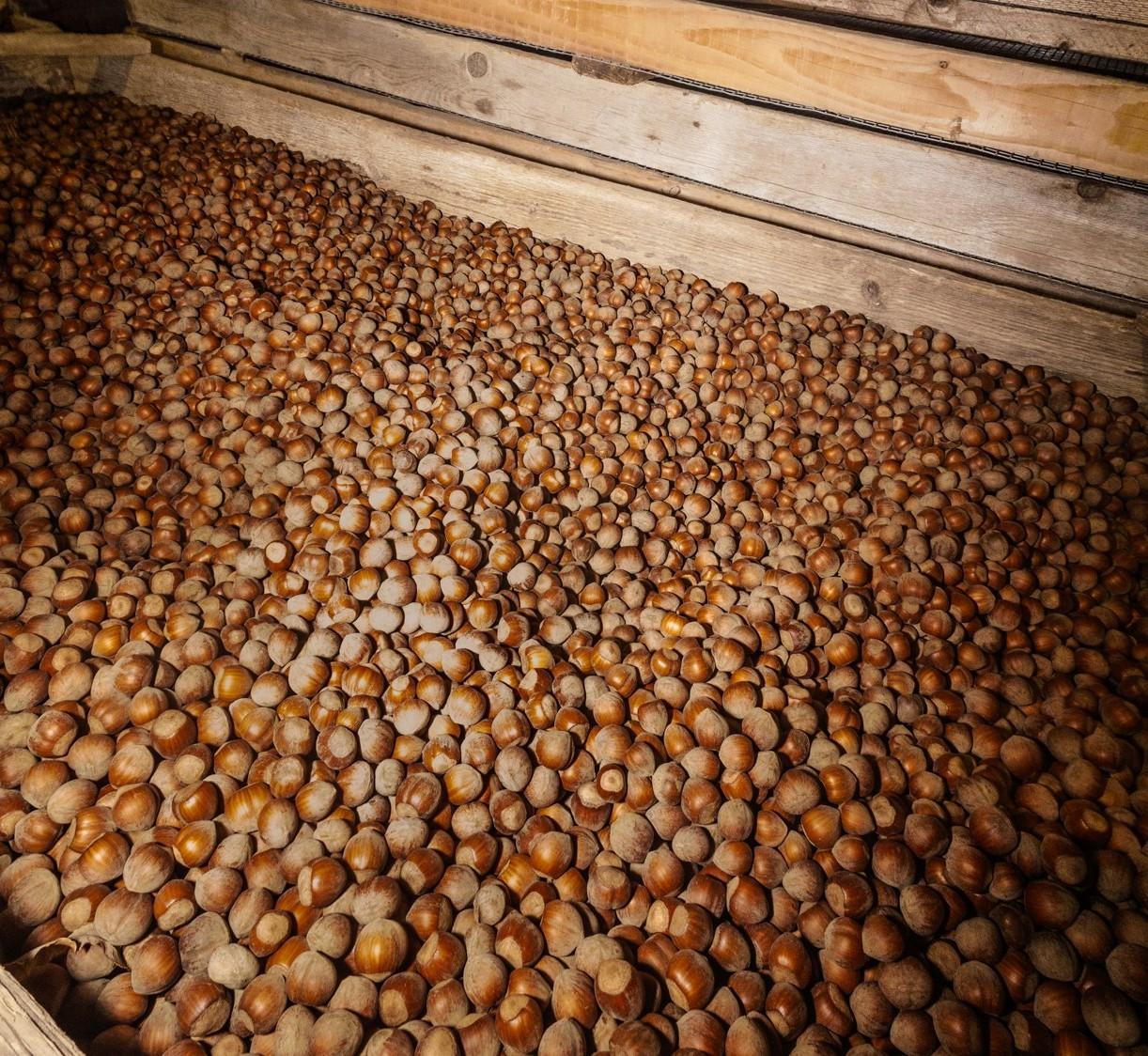 Nocciole_Piana_del_Sele
