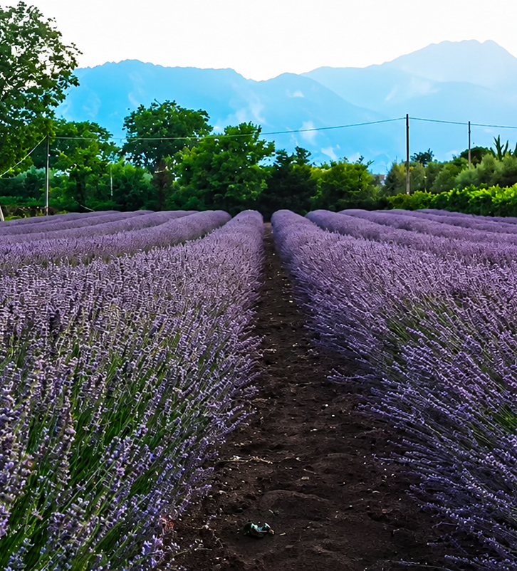 Campo di lavanda.