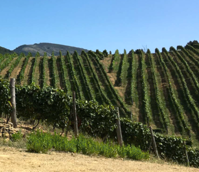 Azienda_Agricola_Donna_Clara