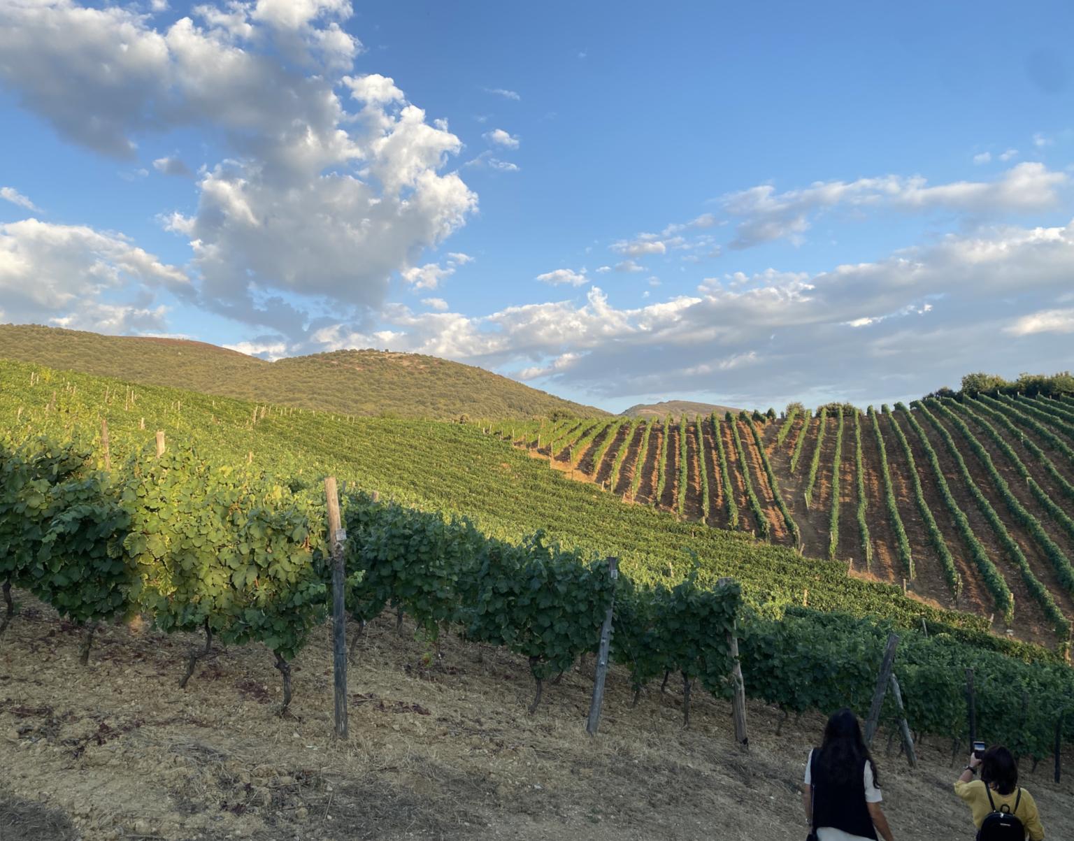 Azienda_Agricola_Donna_Clara_vigneto