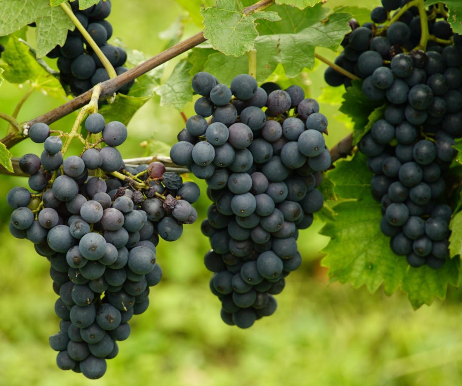 Montevetrano_Salerno_Wine_Tour