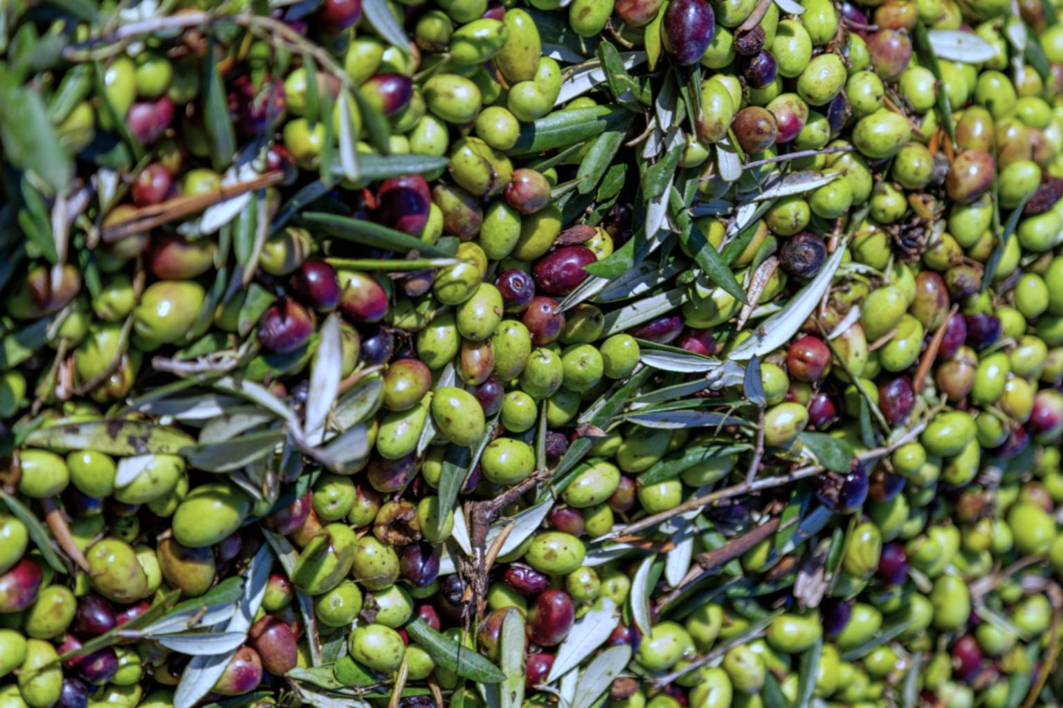 Cooperativa_Agricola_Nuovo_Cilento_La_Via_dell'olio