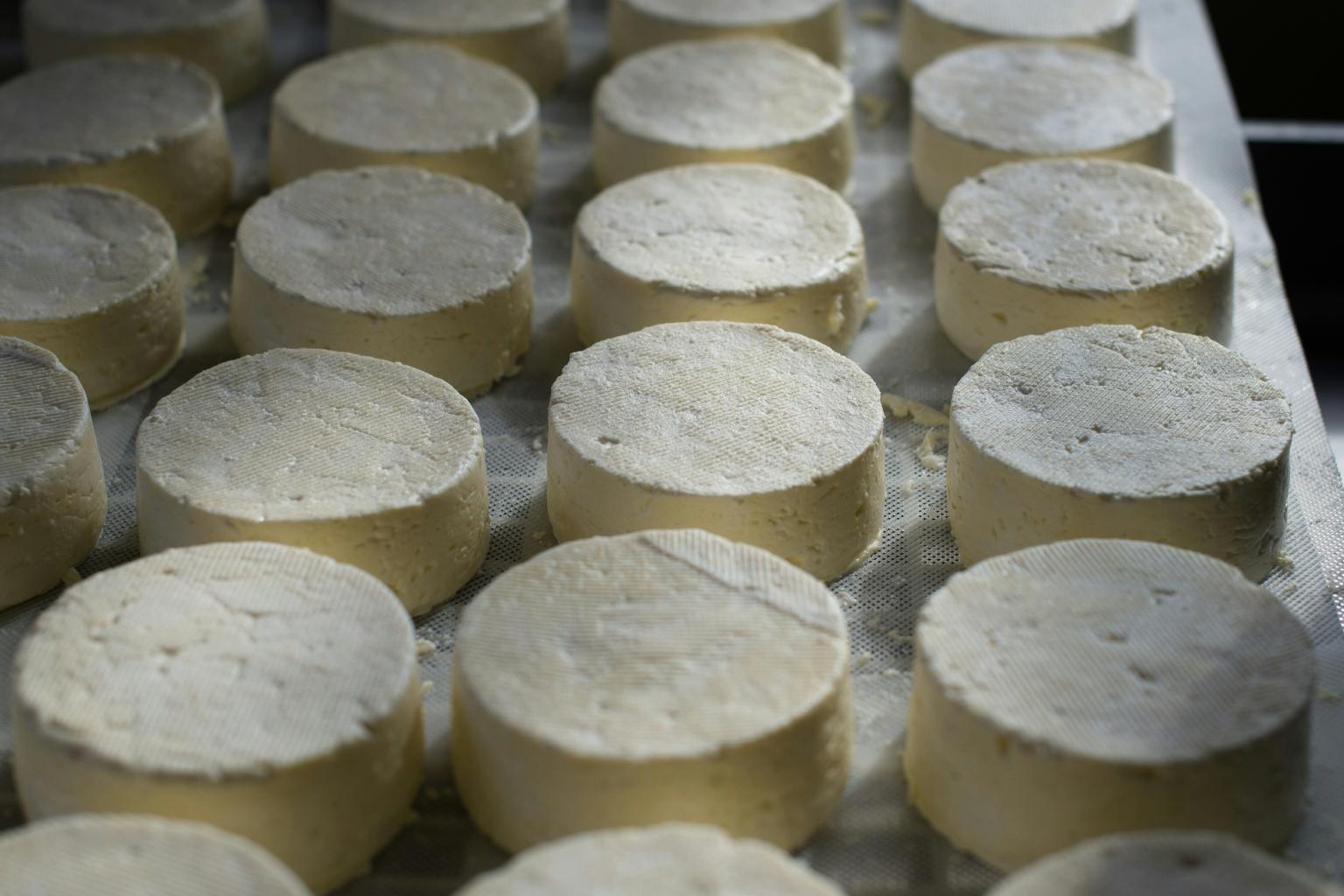 Formaggio_Cilentano_Salrno_Cilento_Campania_Italia