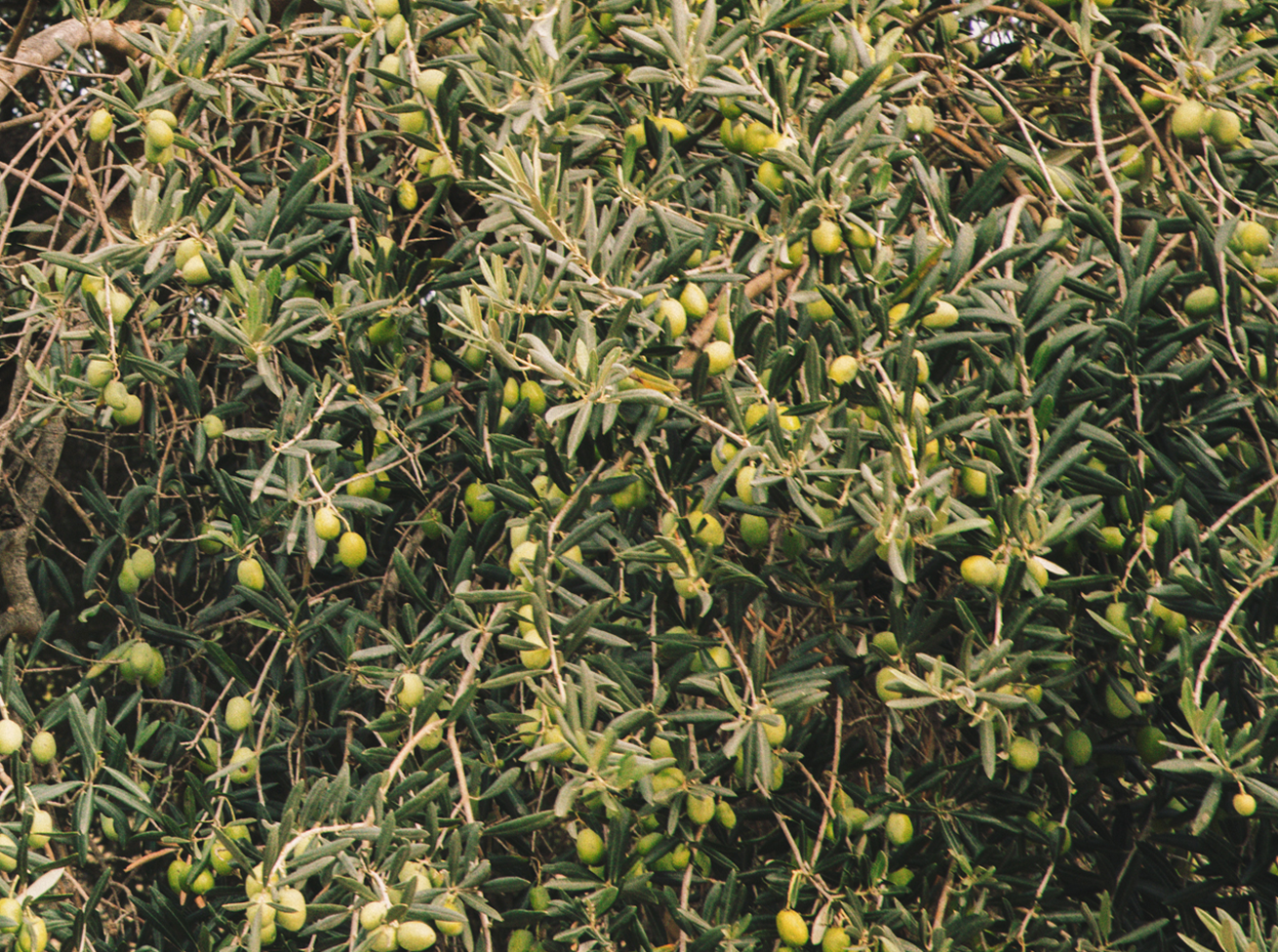 Olio_Cilento