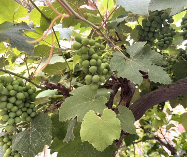 Wine_Tour_Organic