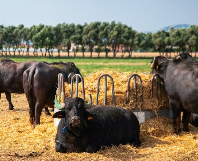 Le bufale della Tenuta Vannulo.