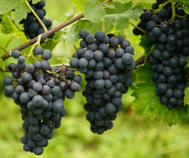 Montevetrano_Salerno_Wine_Tour