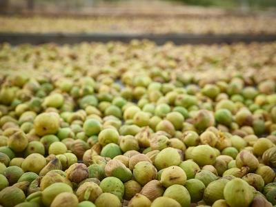 Fichi bianchi del Cilento.