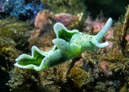Grüne Meeresschnecke mit rötlichen Flecken, fotografiert zwischen Algen und Felsen auf dem Meeresboden.