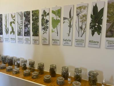 Pioppi_Museo_della_Dieta_Mediterranea (3)