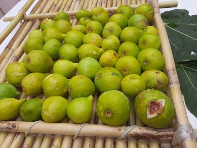 Figs grown at the Agriturismo.
